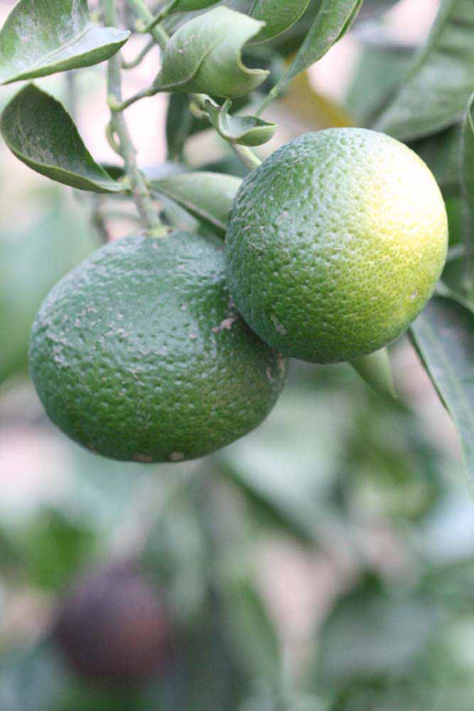            Immature fruit (Riverside, CA)   